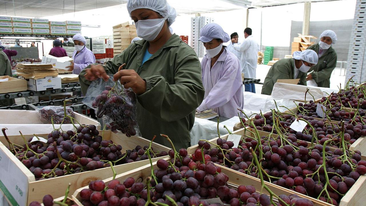 Trabajadores empacando uvas.