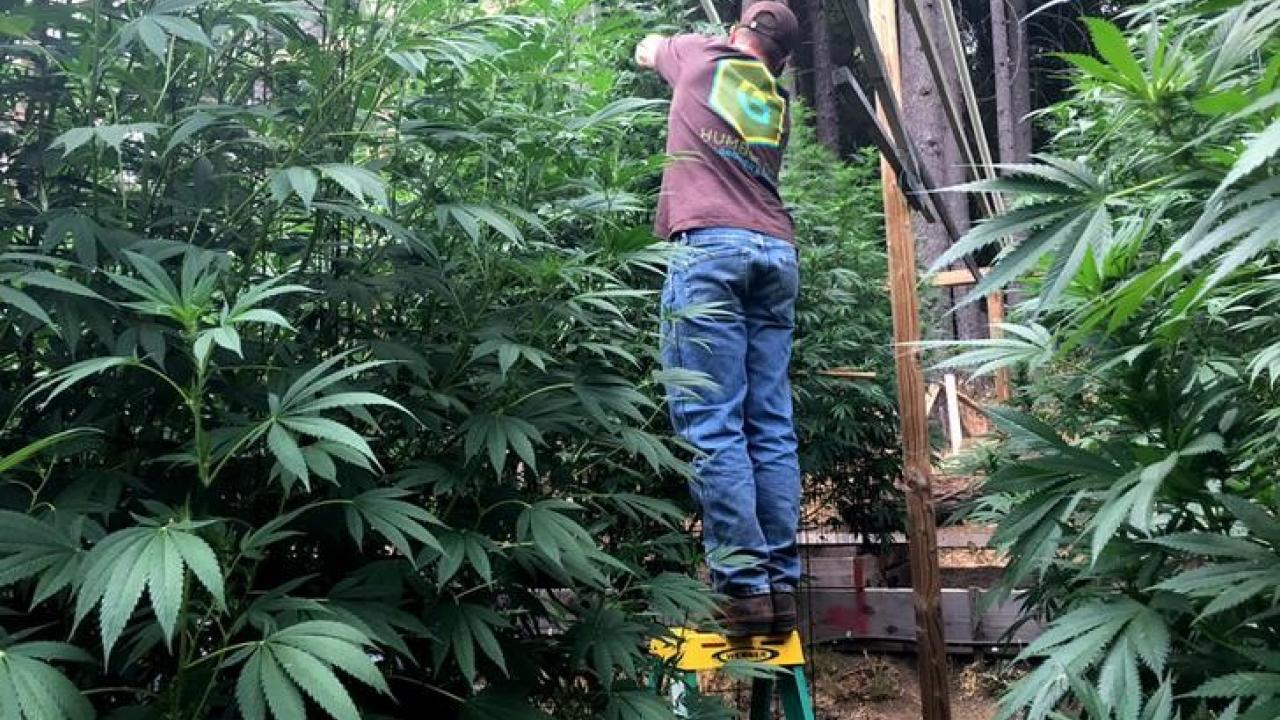 Cannabis grower Steve Dillon tends to his plants on his farm in Humboldt County, California.