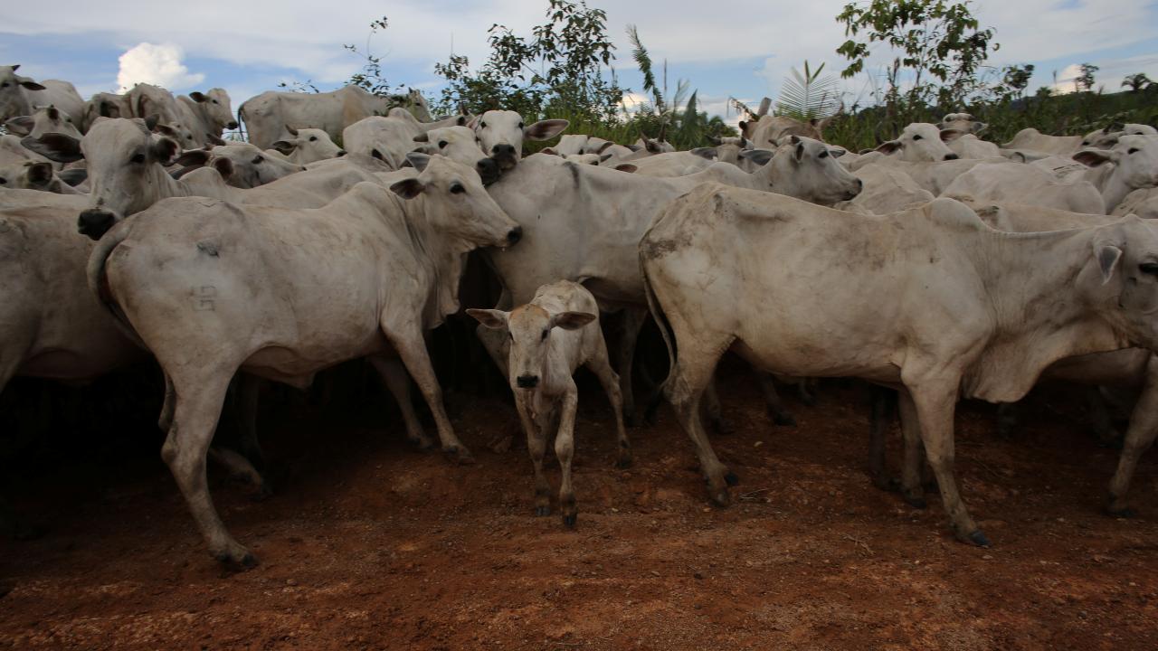 vacas en Brasil