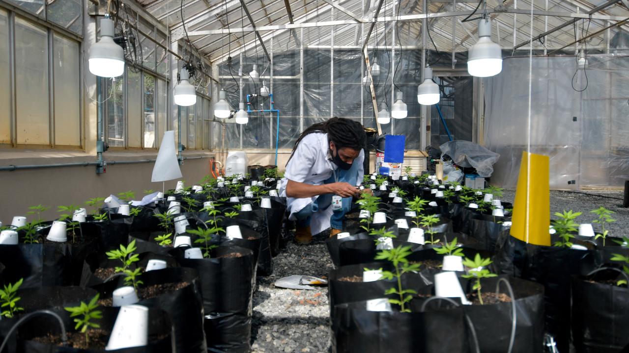 Agronomist Engineer Sergio Rocha, 36, Executive Director of the cannabis cultivation for research and cultivation project, works inside of a greenhouse at the Federal University of Vicosa, Minas Gerais state, Brazil.