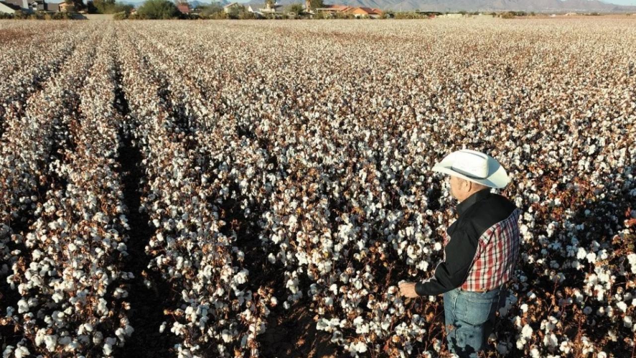 Campo de algodon foto El Economista Mexico