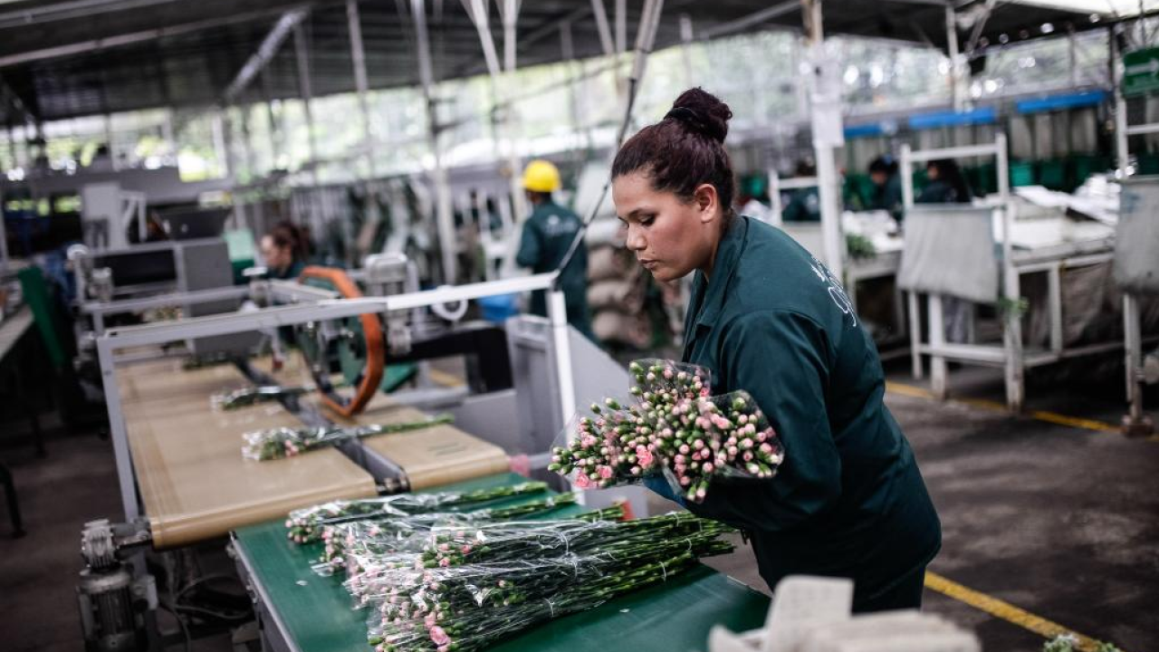 exportaciones de flores colombinas a China foto Xinhua