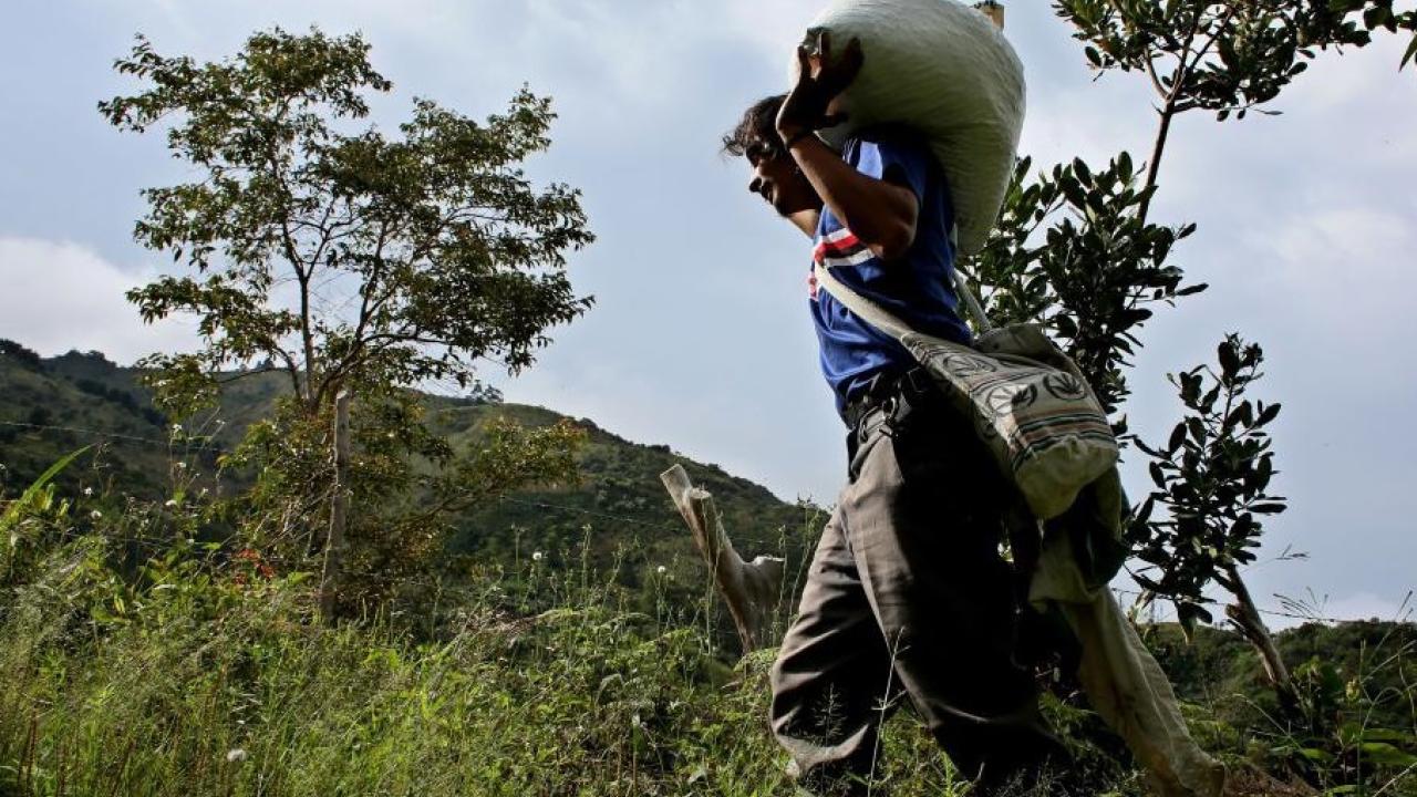 Agricultor de café en Colombia foto Xinhua