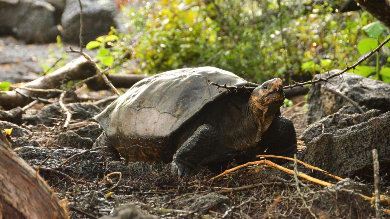 Fernanda, la única tortuga gigante viva conocida de Fernandina, ahora vive en el Centro de Crianza de Tortugas Gigantes del Parque Nacional Galápagos en la Isla Santa Cruz