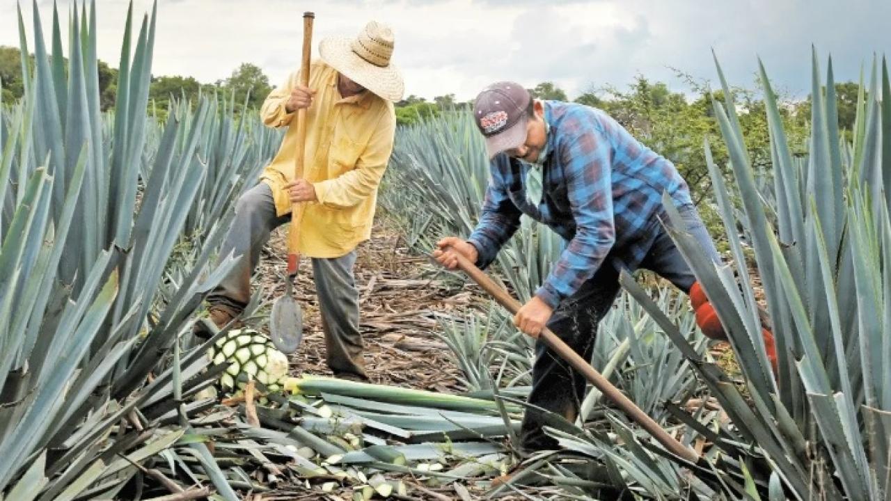 Camesinos recolectando agave para tequila, foto El Economista