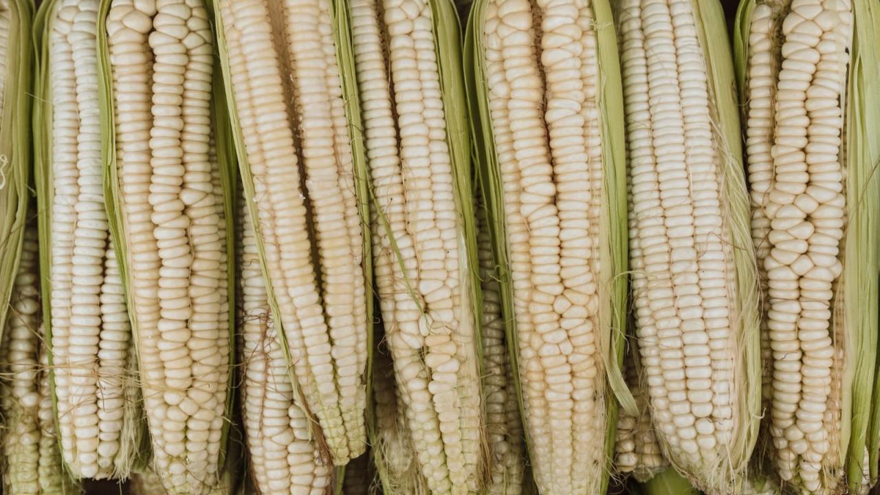 Maíz blanco. Foto: Pexels.