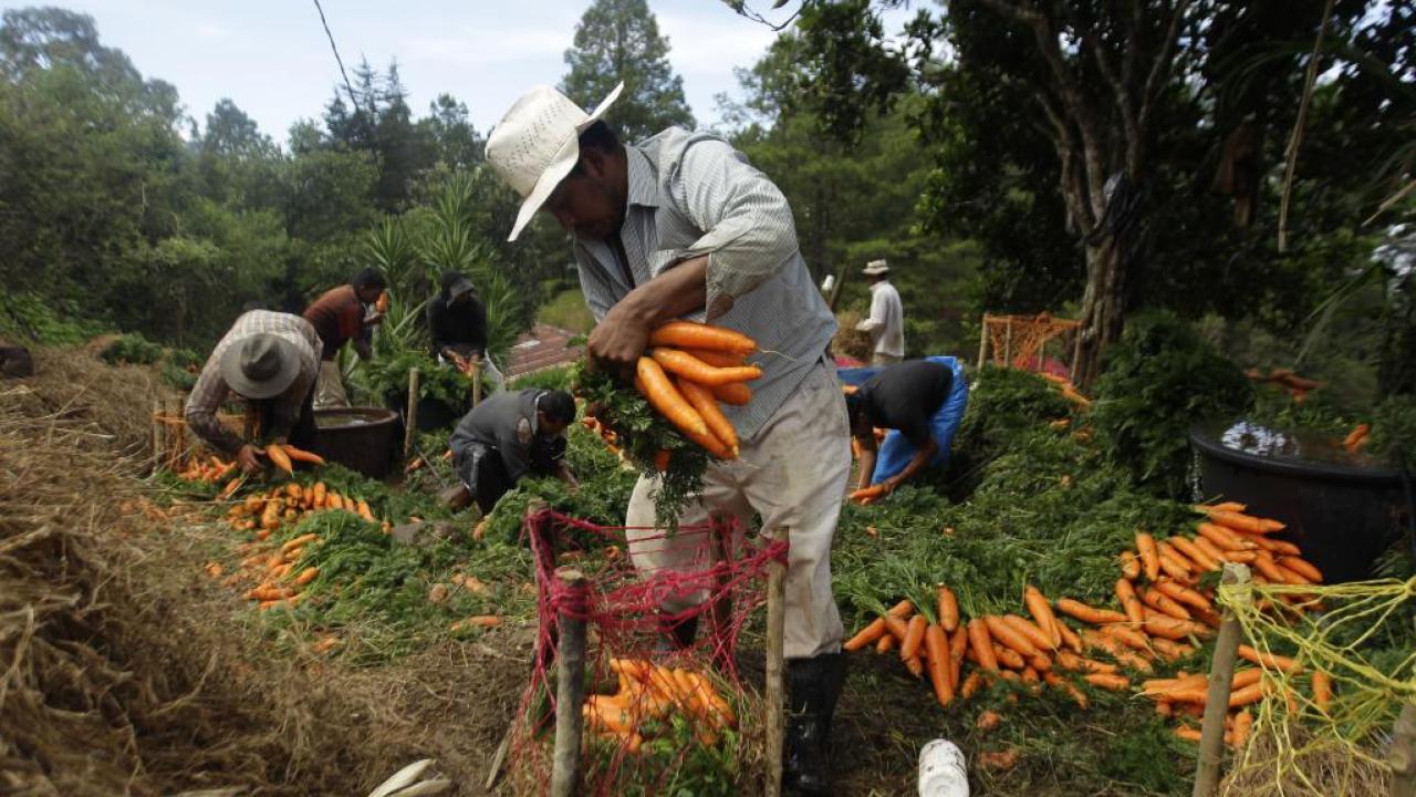 Agricultores Venezuela, foto Xinhua