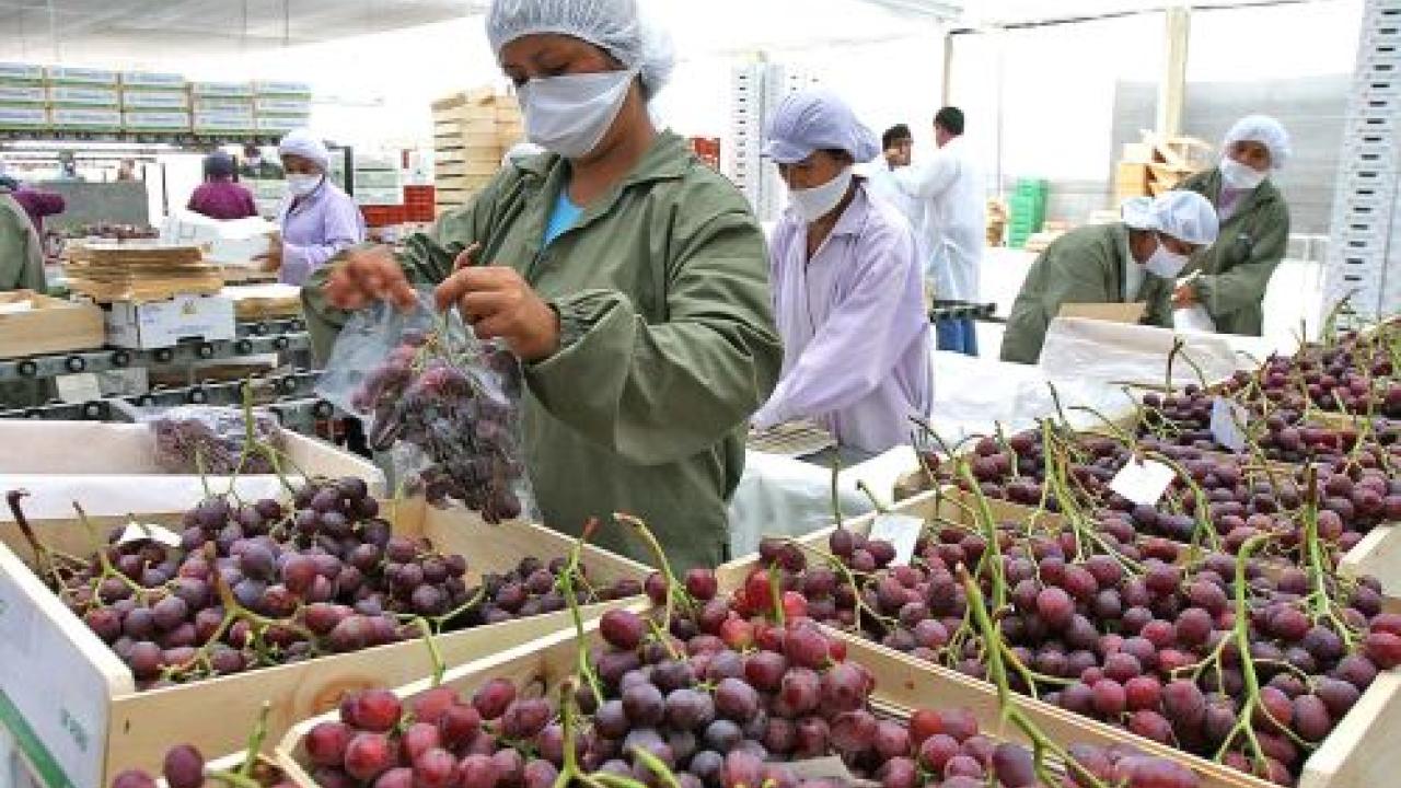 Uvas. Foto: Andina.