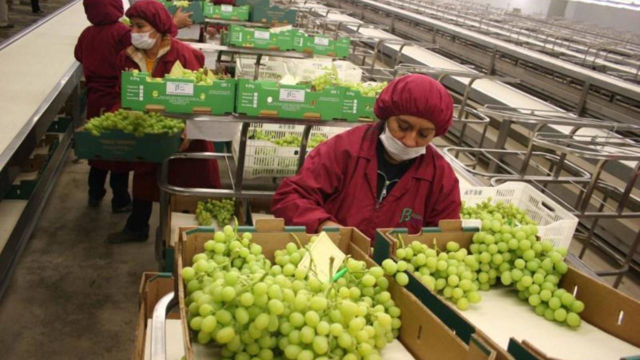 Agroexpor. Foto: Andina.