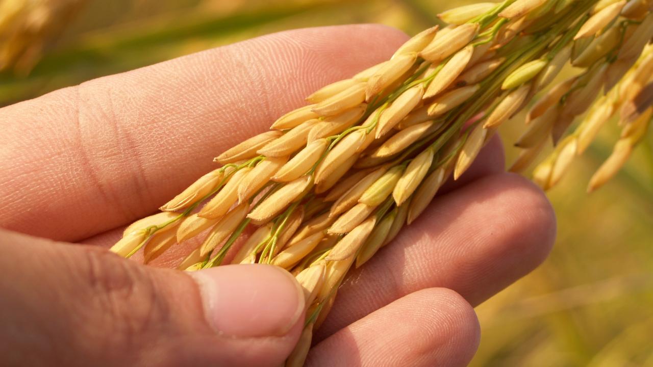 Granos de arroz. Foto: Pixabay.