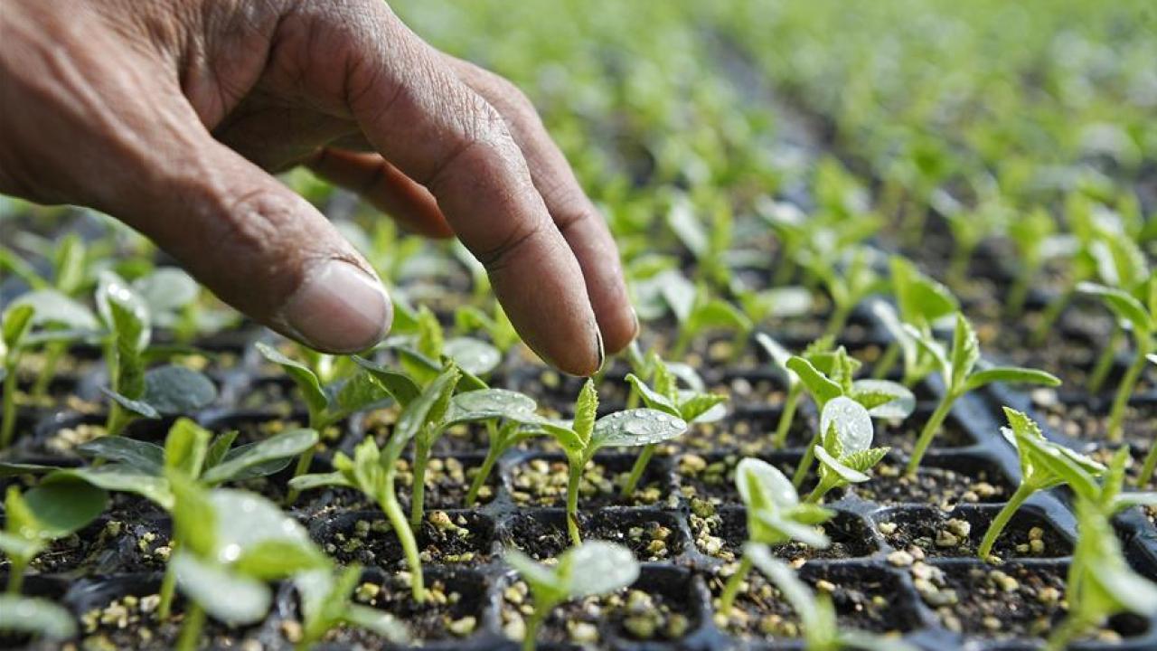 Agricultura. Foto: Xinhua.