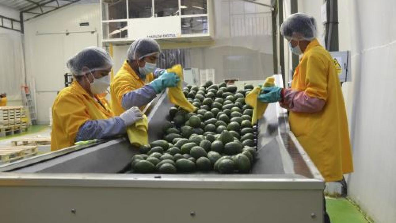 Palta. Foto: Andina.