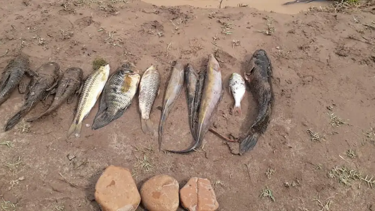 A 12 pescados ha reducido la faena de un pescador en el río Ranchería la explotación de la mina de carbón el Cerrejón con 69.000 hectáreas de extensión.
