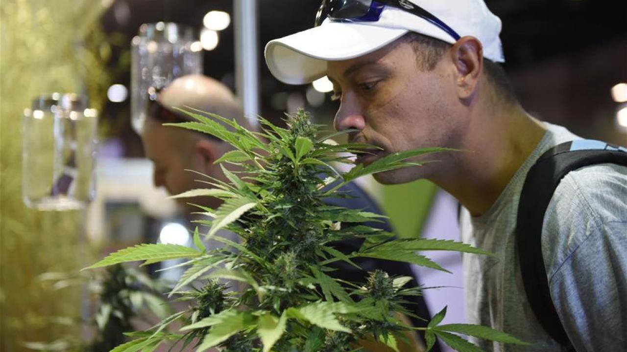 Cannabis. Foto: Xinhua.