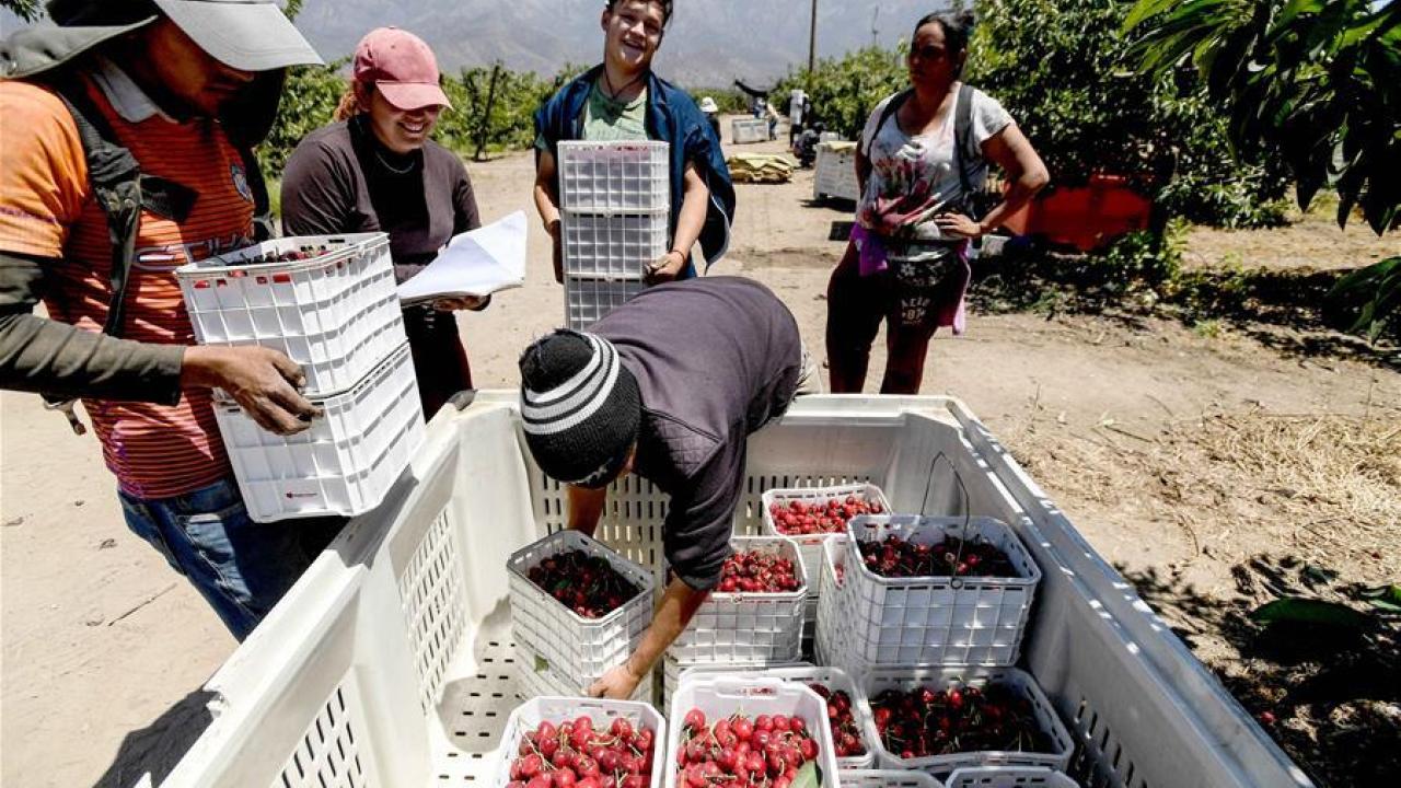 Cerezas. Foto: Xinhua.