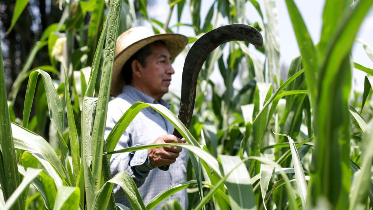 Maiz mexicano. Foto: Xinhua.
