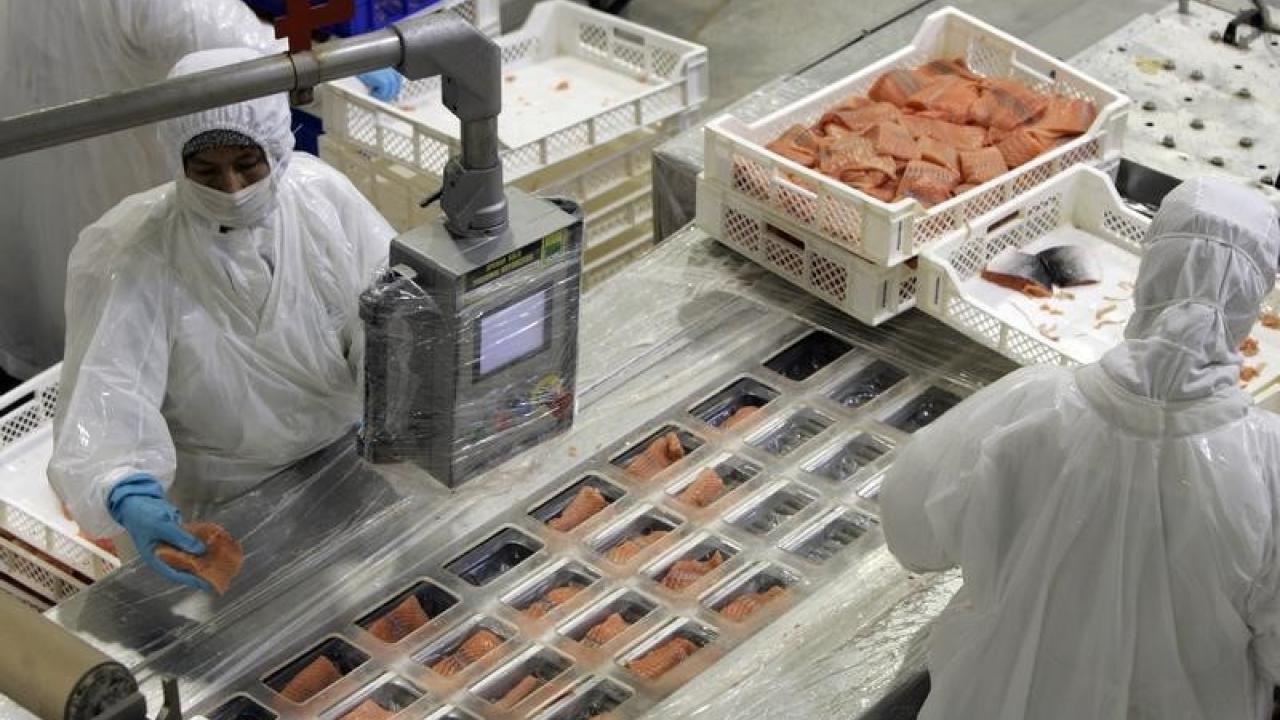 Planta salmonera en Chile. Foto: Reuters.