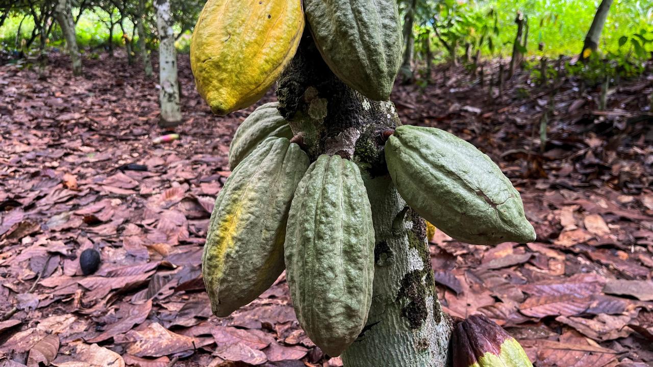 Cacao. Foto: Reuters.