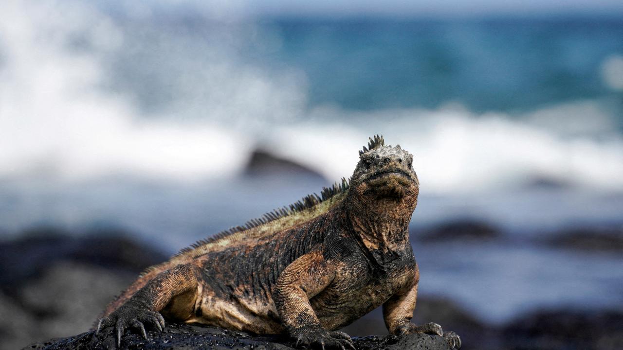 Canje por naturaleza Ecuador crédito foto Reuters