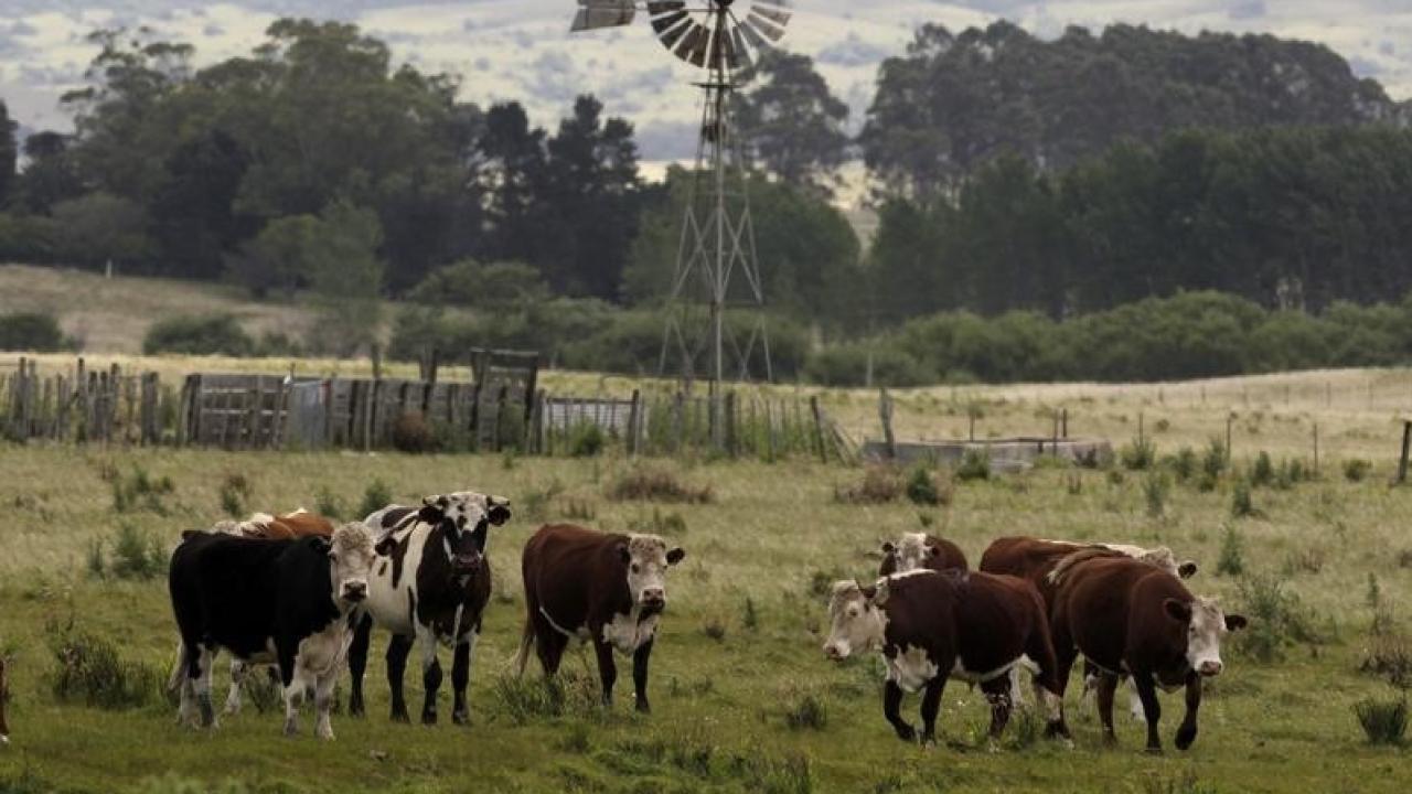 Vacas. Foto: Reuters.