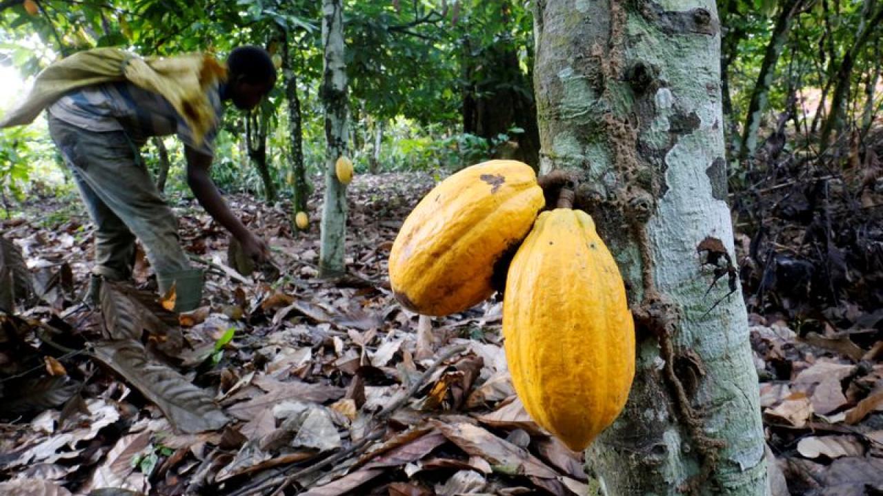 Cacao. Foto: Reuters. 