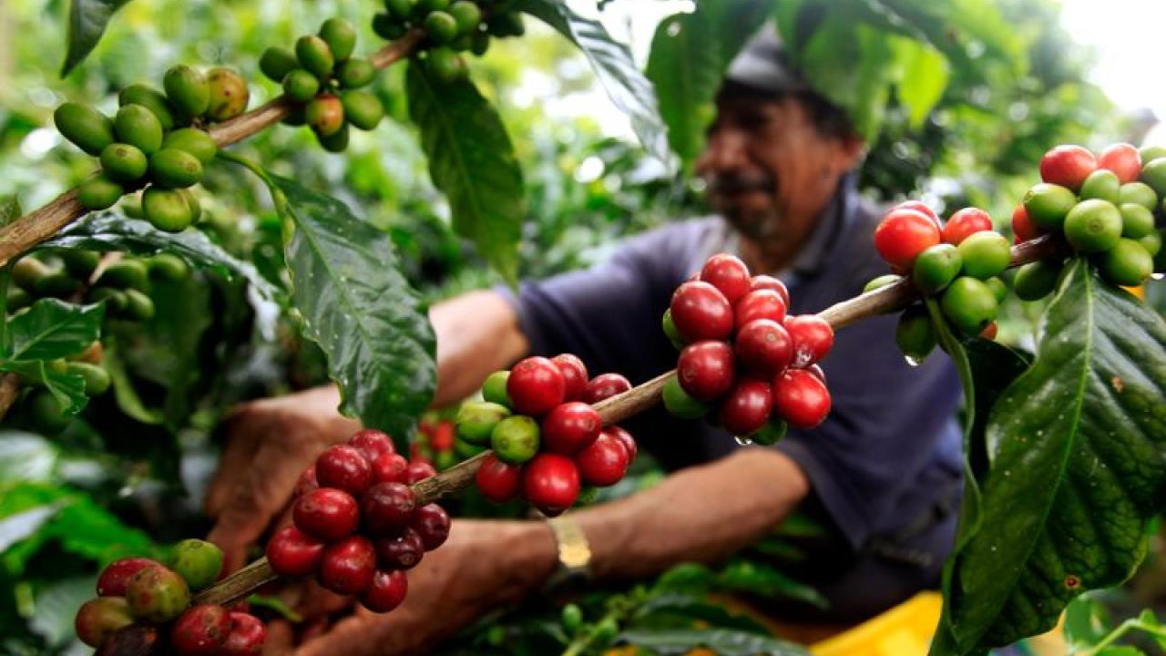Cafe colombiano. Foto: Reuters.