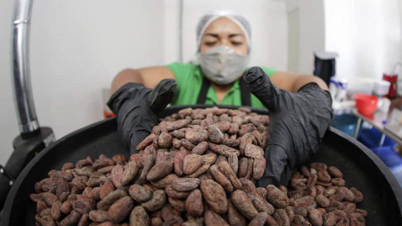 Cacao. Foto: XInhua. 
