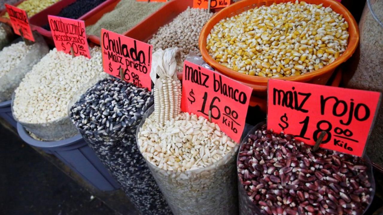 Maiz mexicano. Foto: Reuters.
