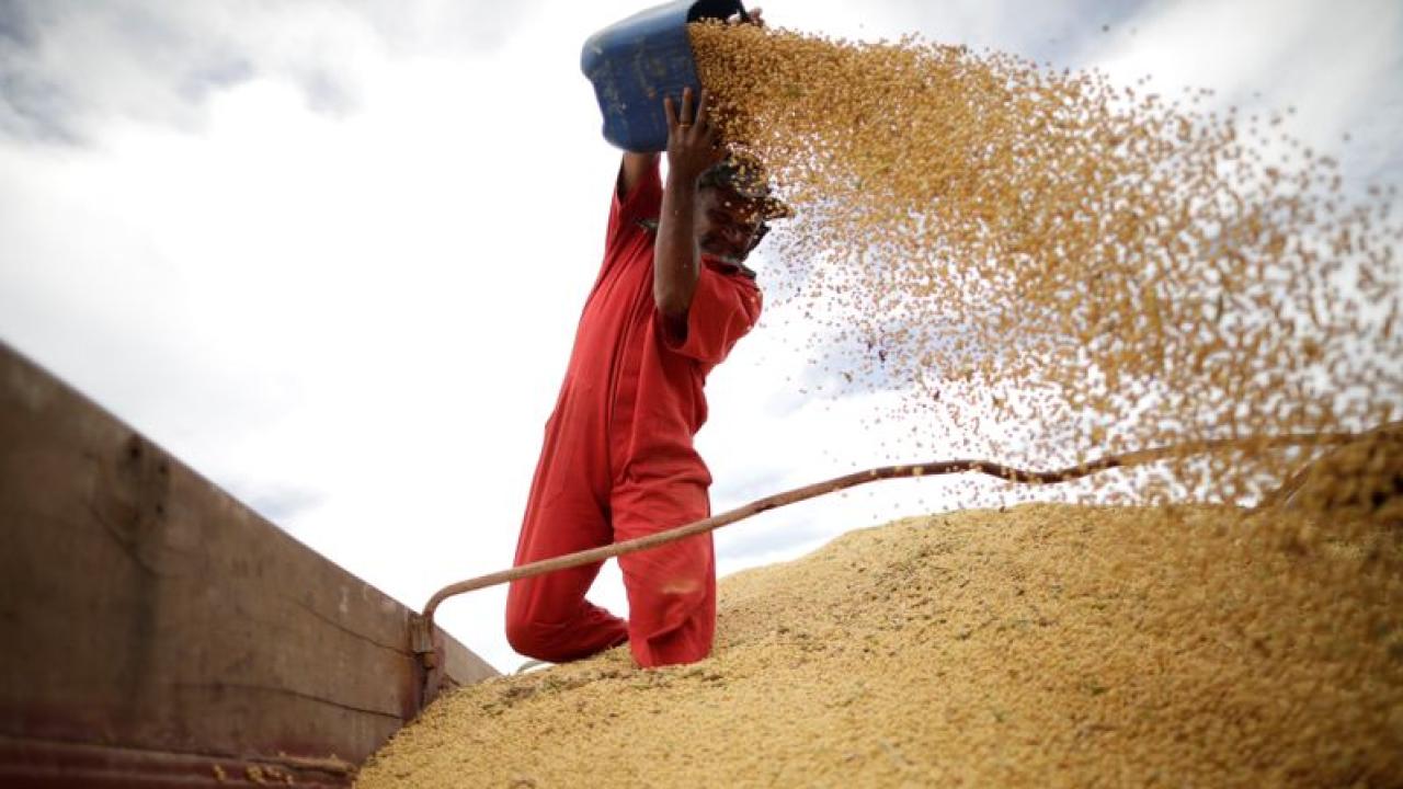 Cosecha agrícola. Foto: Reuters.
