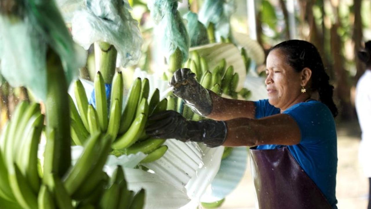 Banano. Foto: Reuters.