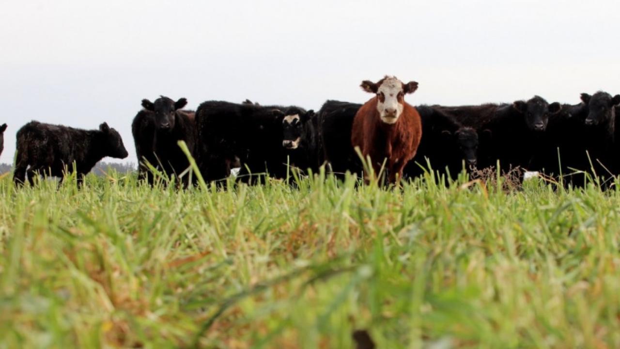 crédito foto vacas ministerio de agricultura argentino
