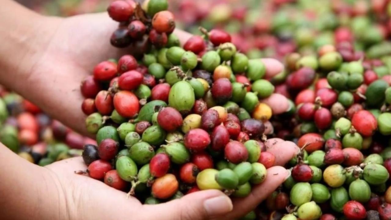 La crisis energética en Europa pone en duda la demanda futura de café guatemalteco