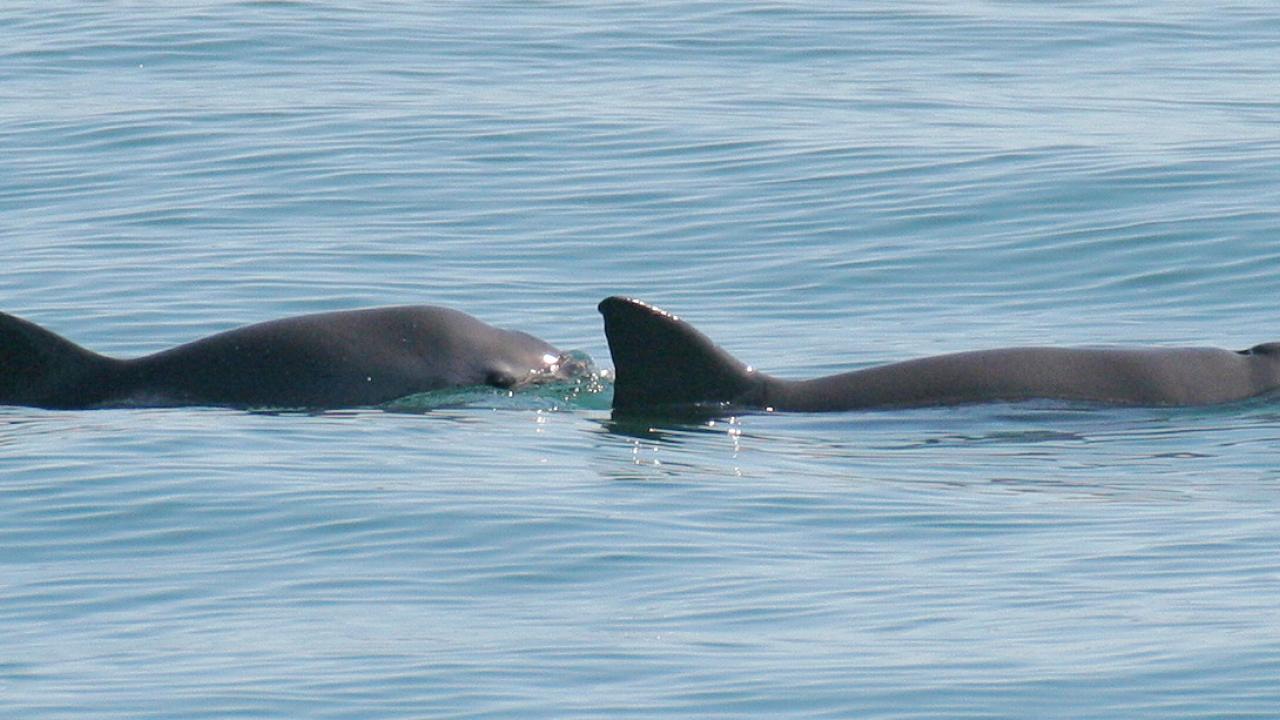CITES da ultimátum a México hasta febrero 2023 para proteger vaquita marina CITES da ultimátum a México hasta febrero 2023 para proteger vaquita marina