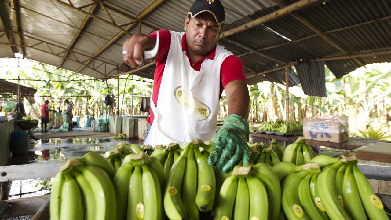 Los plátanos de Ecuador alientan las conversaciones para una ruta marítima entre Rusia y América Latina