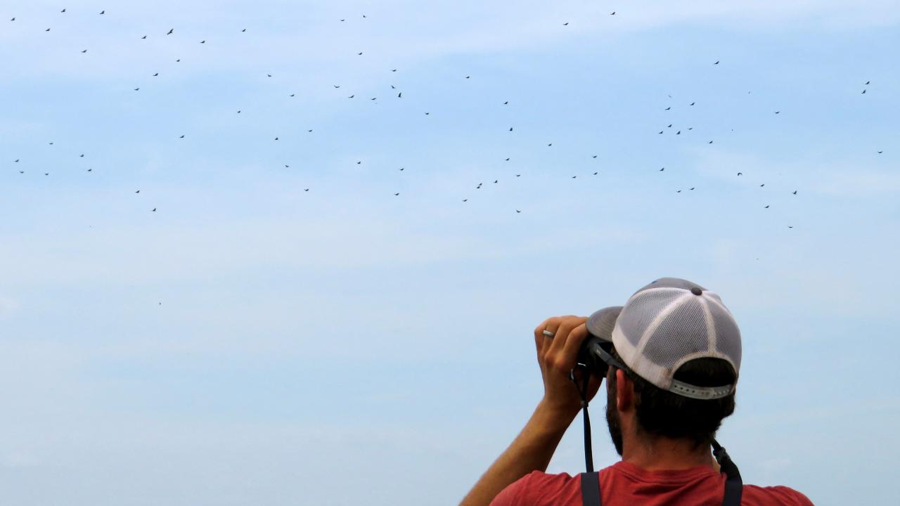 El avistamiento de aves da a México una pequeña esperanza para preservar naturaleza y economía