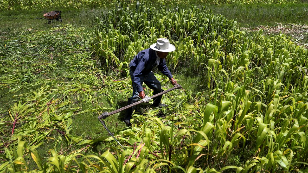 México espera acuerdo con EE.UU. sobre maíz transgénico para evitar tribunales