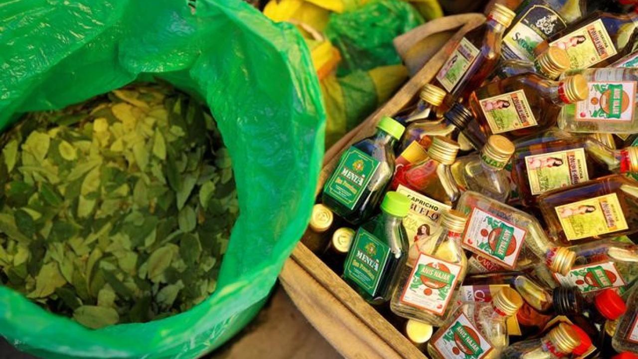 Organismo de ONU dice que cultivos de coca aumentan en Bolivia, pero el Gobierno lo niega Organismo de ONU dice que cultivos de coca aumentan en Bolivia, pero el Gobierno lo niega