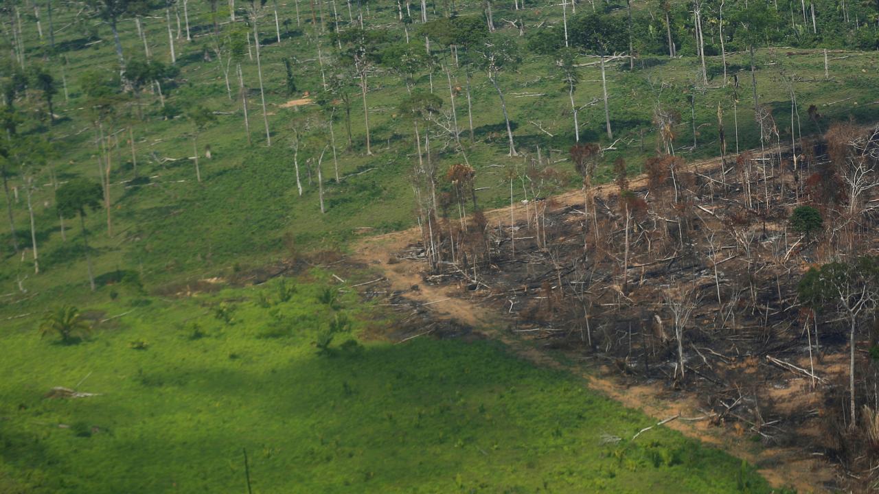 La deforestación de la Amazonia brasileña retrocede desde un máximo de 15 años La deforestación de la Amazonia brasileña retrocede desde un máximo de 15 años