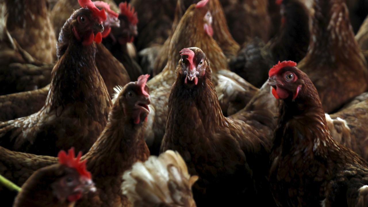 Ecuador y Perú declaran emergencia zoosanitaria por brote de influenza aviar