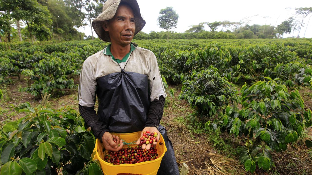 Colombia ve cerca fin de ciclo de buenos precios del café