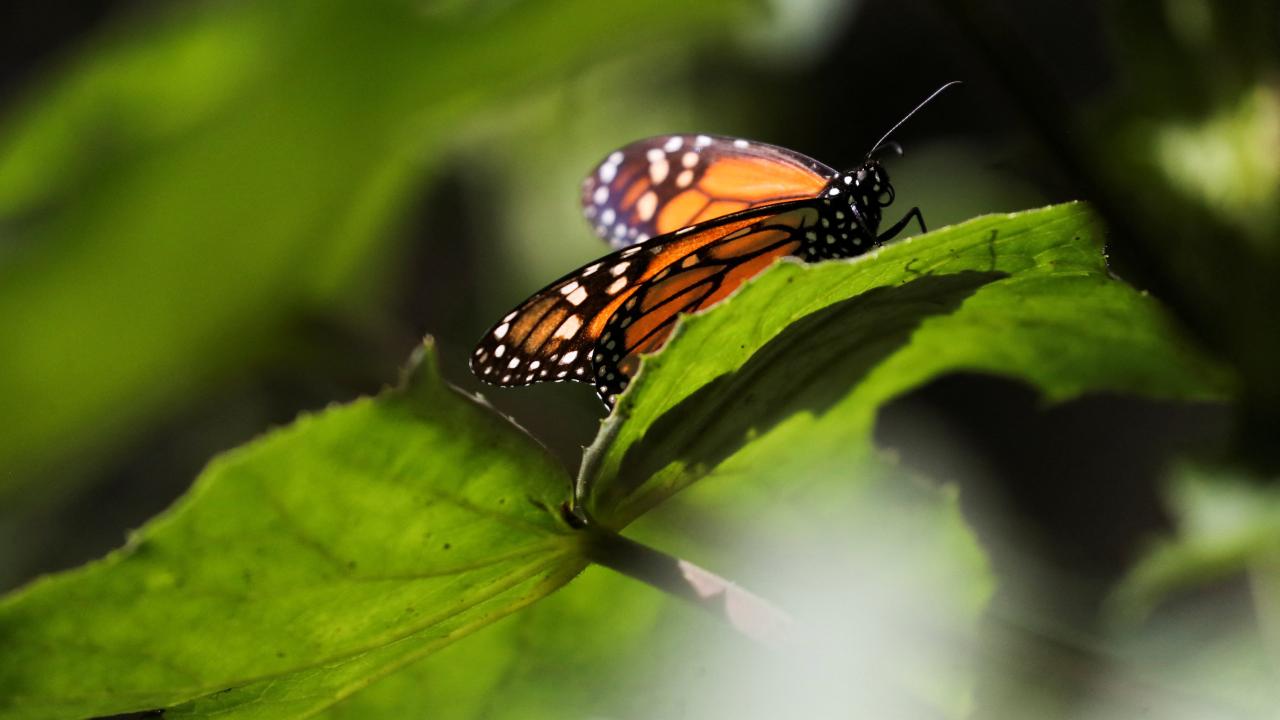 En México, mariposas Monarca inspiran esperanzas de que aumente su población En México, mariposas Monarca inspiran esperanzas de que aumente su población