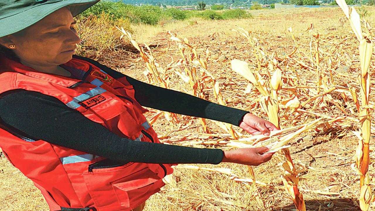 Efectos climáticos afectan 230.000 hectáreas de cultivos en Bolivia Efectos climáticos afectan 230.000 hectáreas de cultivos en Bolivia