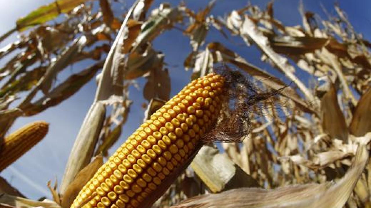Asociaciones de maíz de Estados Unidos piden a Biden intervenir en restricciones a las importaciones de México