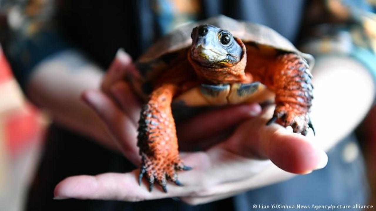 ¿El Acuerdo sobre biodiversidad de la COP15 es un avance para América Latina? ¿El Acuerdo sobre biodiversidad de la COP15 es un avance para América Latina?
