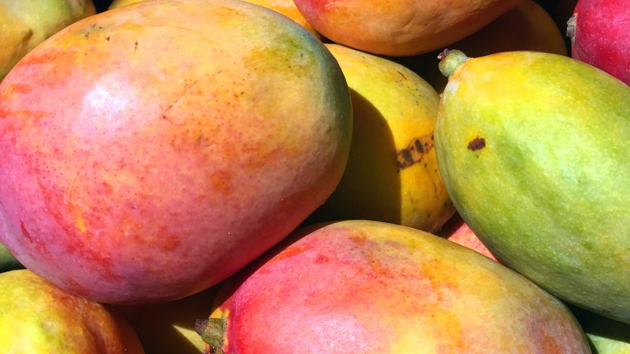 Colombia concreta la primera exportación de mango fresco a Estados Unidos