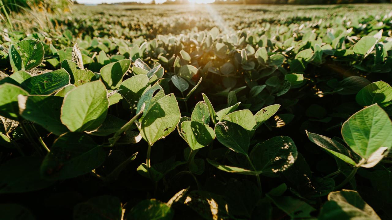 Argentina alcanza récord en emisiones de bonos sustentables en 2022