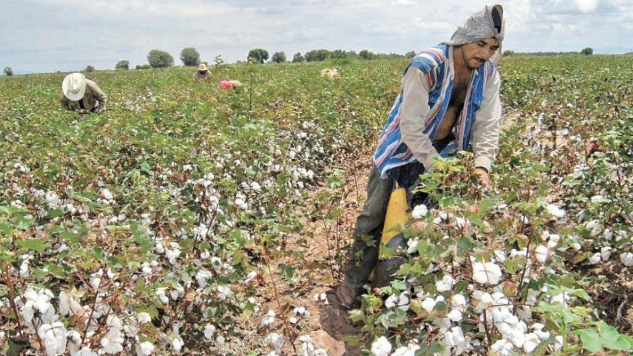 Prohibición de transgénicos repercutirá en producción de algodón mexicano