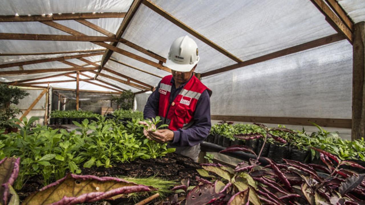 Proyecto chileno de amoniaco verde recibe aporte financiero de japonesa Nedo Proyecto chileno de amoniaco verde recibe aporte financiero de japonesa Nedo
