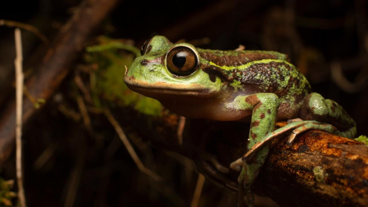 Monitoreo de fauna con ADN permite identificar 13 nuevas especies en Chile Monitoreo de fauna con ADN permite identificar 13 nuevas especies en Chile