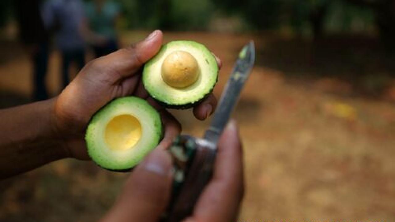 Presentan queja ambiental contra producción de aguacate en México ante el T-MEC Presentan queja ambiental contra producción de aguacate en México ante el T-MEC